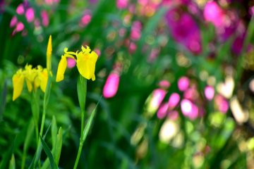 Des iris jaunes en fleurs avec des azalées roses en fond