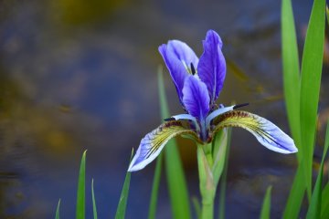 Une iris Shaga qui fleurit seule