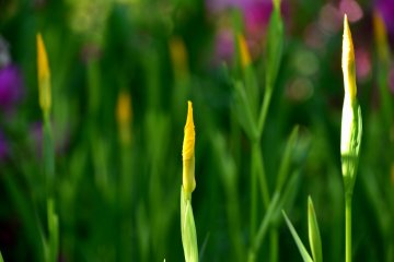 Un bourgeon d'iris attend de fleurir