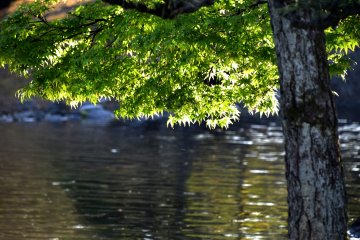 Des feuilles d'érables vertes dans le soleil de l'après-midi