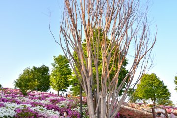 <p>The entrance of Nishiyama Park bathed in light from the setting sun</p>