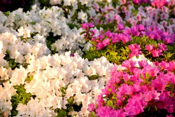 <p>The setting sun casts a yellowish hue over azaleas in the park</p>