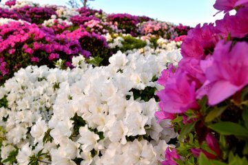 <p>Azaleas partially brightened up with setting sun in the park</p>