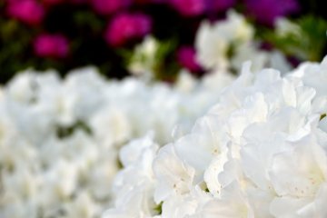 <p>White azaleas looking somewhat yellowish at sunset</p>