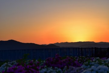 <p>The sun has set over azalea paradise</p>