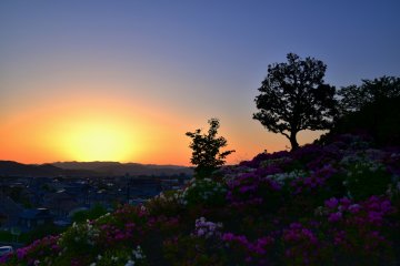 <p>The sun was setting over the western mountains viewed from azalea paradise, Nishiyama Park, in Fukui.</p>