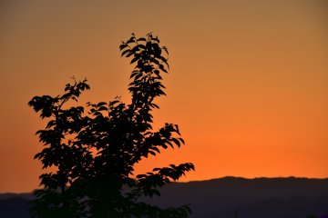 <p>Silhouetted tree and mountains just after sunset</p>