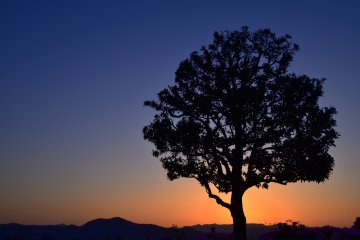 <p>Deep blue and orange sky with a silhouetted tree in the foreground as Golden Hour slips away</p>