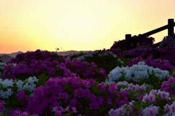 <p>Azaleas on the hillside at sunset</p>