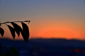 <p>Leaves on a branch with a blurred orange sky in the backdrop</p>