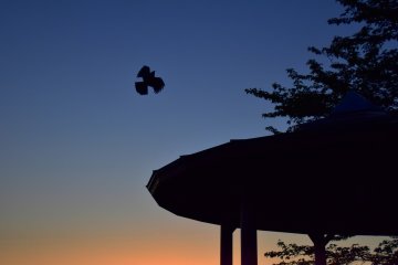 <p>A flying bird and a pavilion in the park after sunset</p>