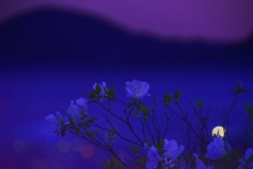 <p>When I took a photo of white azaleas and mountains in the distance at twilight, they turned up in magical colors!</p>