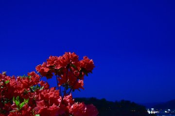 <p>Red azaleas making a striking contrast with deep-blue sky at twilight</p>