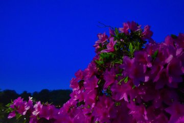 <p>Pink azaleas under the twilight blue sky</p>