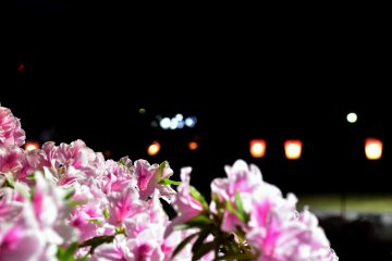<p>Brightly lit pink azaleas and dim lights from lanterns in the background</p>