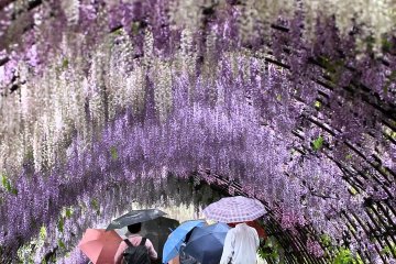 Melewati Wisteria Tunnels
