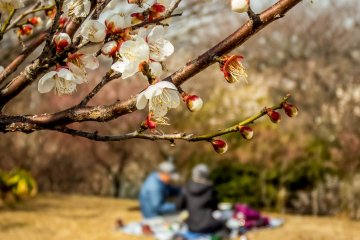 Yokosuka's Taura Park