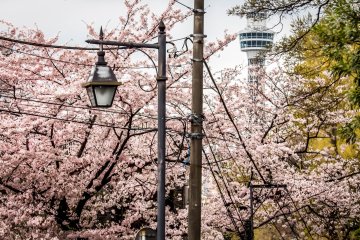 Menuju taman dari Stasiun Motomachi, Anda akan bertemu dengan warna-warna indah ini
