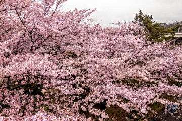 Jalan raya biasanya dapat terlihat dari pintu keluar selatan, namun telah tertutupi bunga sakura yang mekar dengan indahnya