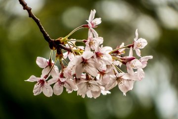 Bunga sakura dari dekat