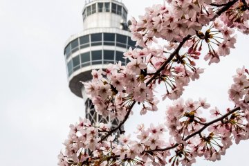 Beberapa cabang berwarna-warni menyamarkan Menara Yokohama