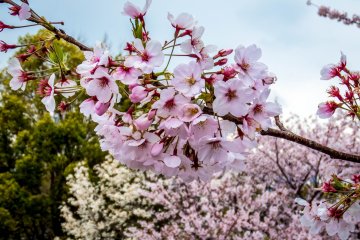 Beberapa sakura berwarna merah muda pucat 