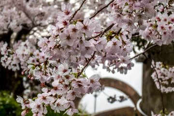 Bunga sakura dari dekat, saya tidak tahan untuk memfotonya