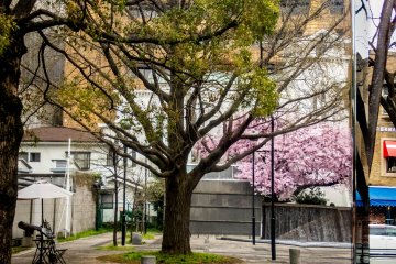 Berlokasi beberapa meter dari taman, Yamashita-dori. Kalian bisa melihat bunga sakura terpantul dari kaca