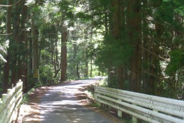 <p>Even the road up to the ponds is beautiful on a sunny day</p>
