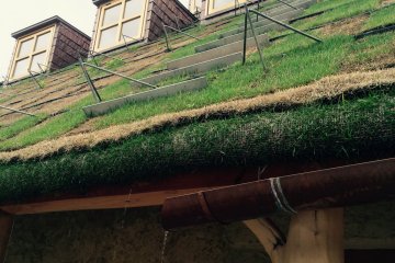 The roof is covered by lawn hence it needs water