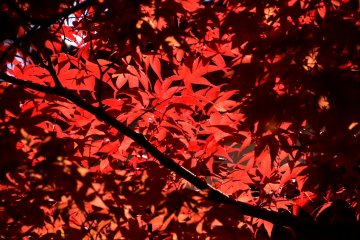 <p>Red leaves made radiant by the sun contrast with shadowed leaves</p>