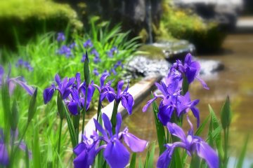 <p>Purple irises blooming beside the pond</p>