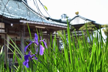 <p>Purple irises and fresh green leaves with temple buildings in the background</p>