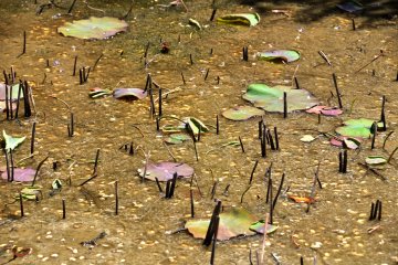 <p>Cut stems of dead lotus flowers in the pond. Seeing this sight, it's hard to imagine they will bloom in two months!</p>