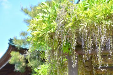 <p>Shriveled wisteria flowers on the trellis. I came too late!</p>