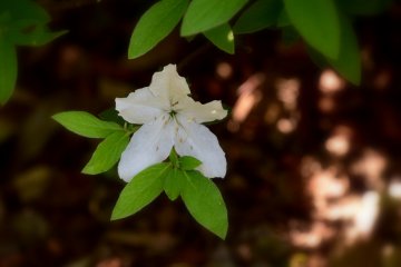 <p>Lone white azalea blooming in the dark corner</p>