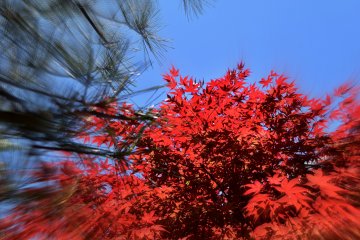 <p>Brilliant red maple leaves in mid May</p>