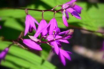 <p>Sensuous Shiran (purple orchid) in the bright sunshine</p>