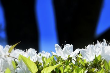 <p>White azaleas in the sun with blurry shadow of trees under the blue sky</p>