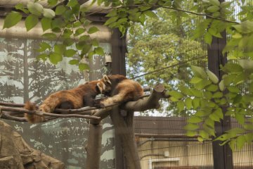 Yumemigasaki Zoo in Kawasaki