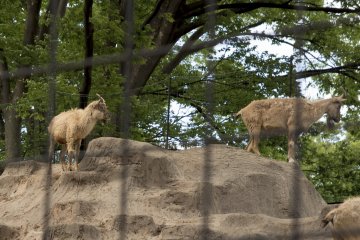 Kambing duduk di atas gundukan mereka, melihat ke bawah. Bagaimana mereka bisa bertahan di atas sana!