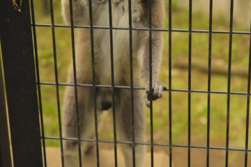 Berbagai jenis lemur juga ada di taman