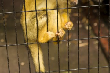Banyak monyet ada di taman, seperti Monkey Squirrel ini