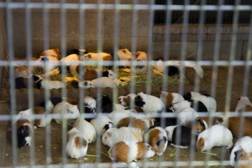 kalau di rumah saya, kelinci ini adalah peliharaan umum, di sini mereka adalah hewan langka