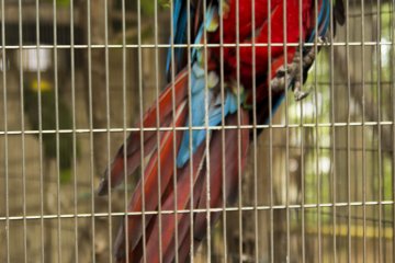 Kebun binatang ini menawarkan sebuah pameran burung besar, termasuk burung beo