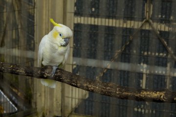 Kakatua ini hanya salah satu dari banyak burung yang dipamerkan