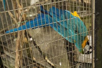 Burung macaw ini pasti membuat anda tersenyum, dengan tingkah laku dan gerakannya yang aneh
