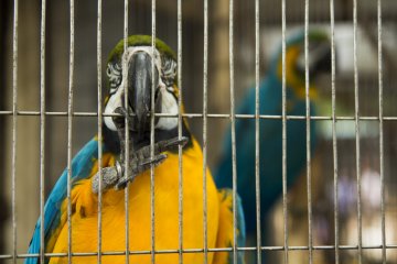Banyak burung macaw yang akan datang menyambutmu!