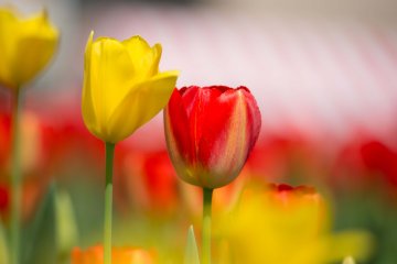 <p>Yellow and red tulips in the center of the field</p>