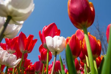 <p>Tulips from below</p>
